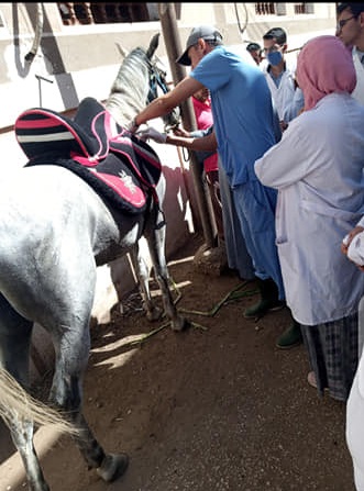 قافلة جامعة سوهاج البيطرية تعالج 620 حالة بالتعاون مع مديريتي الطب البيطري والزراعة