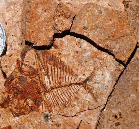 جامعة المنصورة تقود فريق بحثي دولي للتنقيب عن الحفريات في الصحراء الشرقية